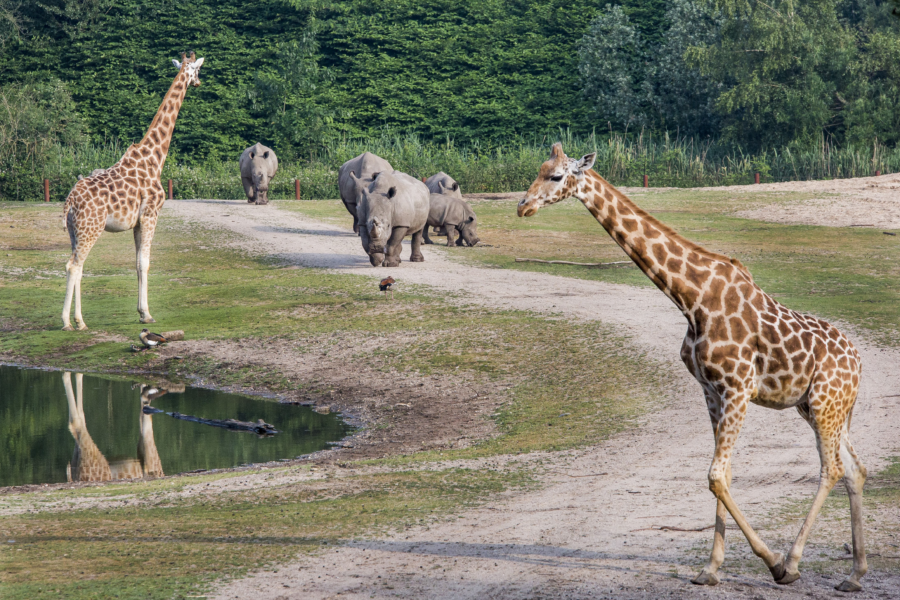 Burgers Zoo 6